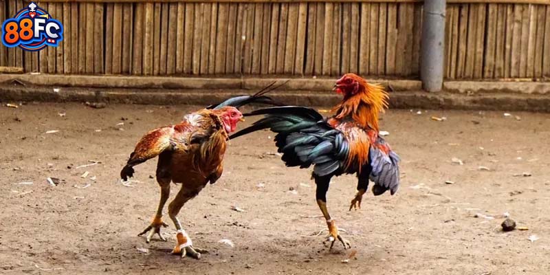 Kiểm soát tinh thần và tài chính cần song hành hoàn toàn