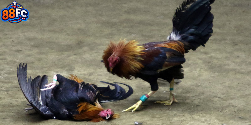 Phân tích chi tiết, rõ ràng