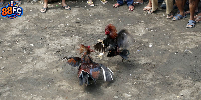 Sân chơi đá gà 88fc sở hữu vô vàn nét đặc biệt 